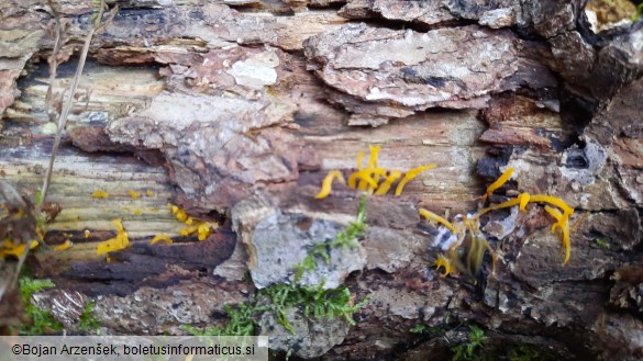 Calocera cornea