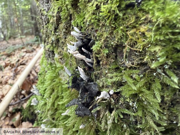 Xylaria hypoxylon