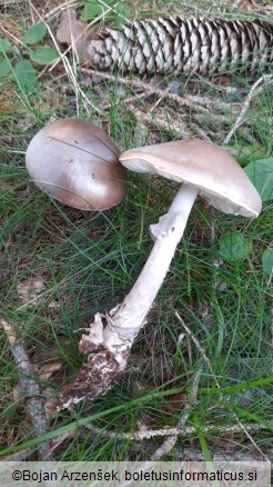 Amanita porphyria