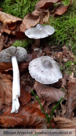 Tricholoma virgatum