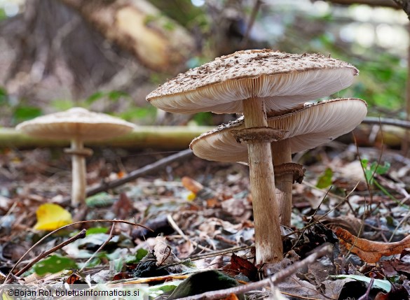 Chlorophyllum olivieri