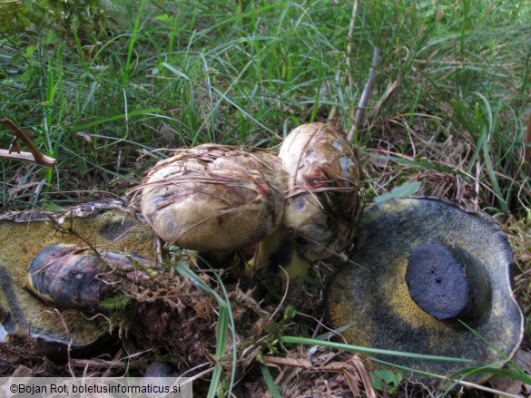 Cyanoboletus pulverulentus