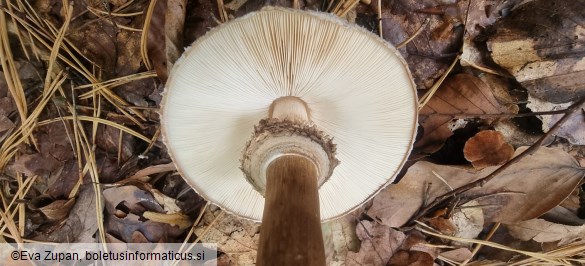 Chlorophyllum olivieri