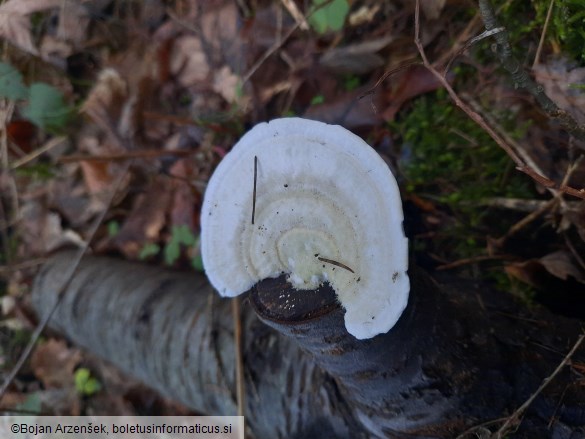 Trametes hirsuta