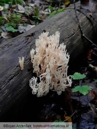 Artomyces pyxidatus