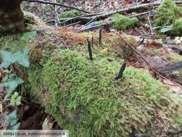 Xylaria longipes