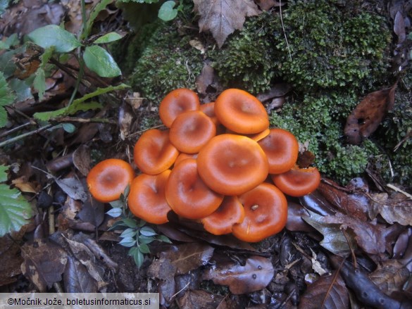 Omphalotus olearius