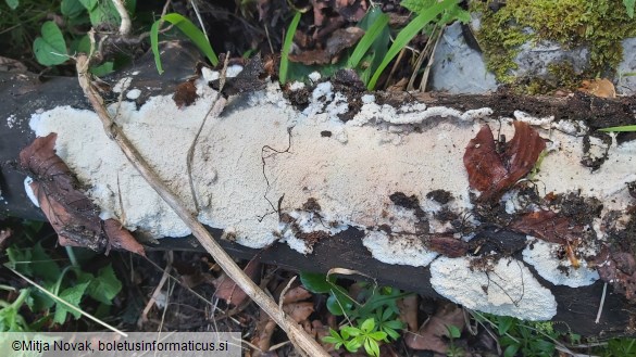 Phlebia rufa