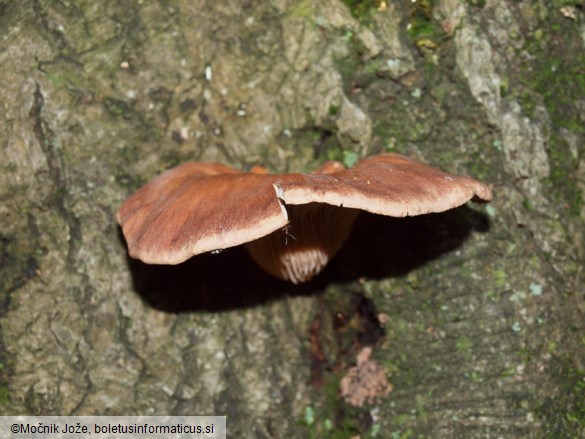 Pleurotus cornucopiae