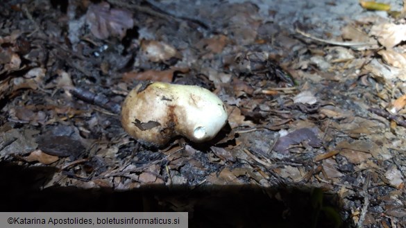 Russula integra