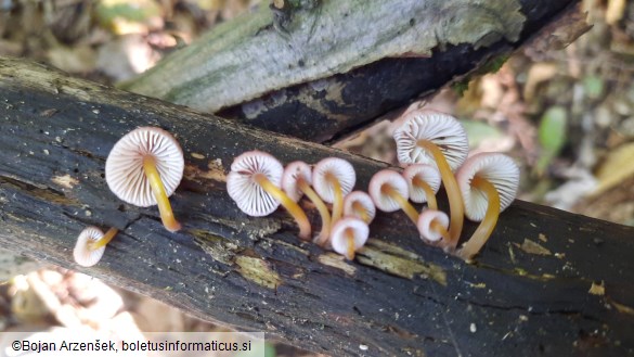 Mycena renati