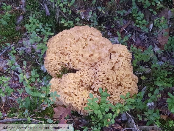 Sparassis crispa