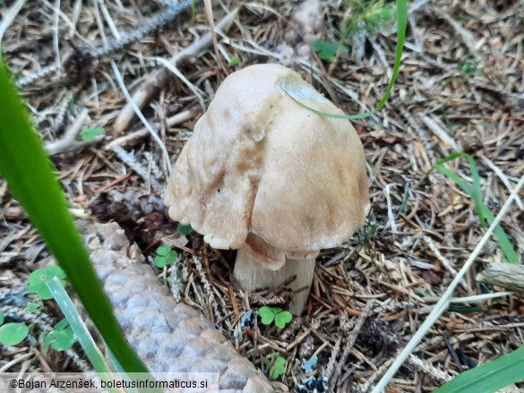 Cortinarius caperatus