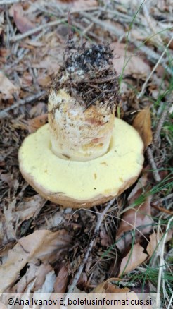 Boletus appendiculatus