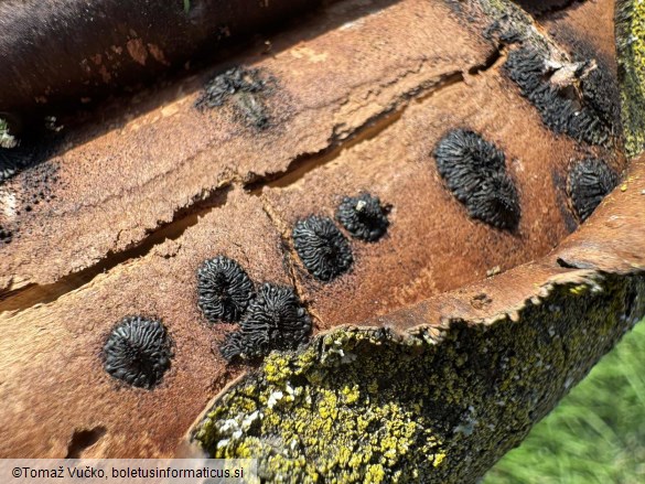 Calosphaeria pulchella