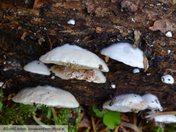 Crepidotus cesatii var. subsphaerosporus