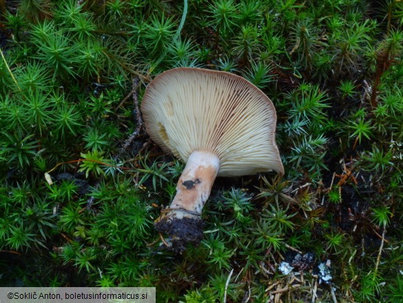 Lactarius helvus