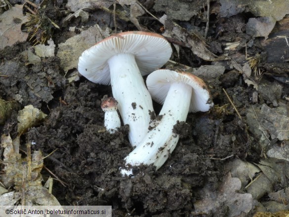 Russula lilacea