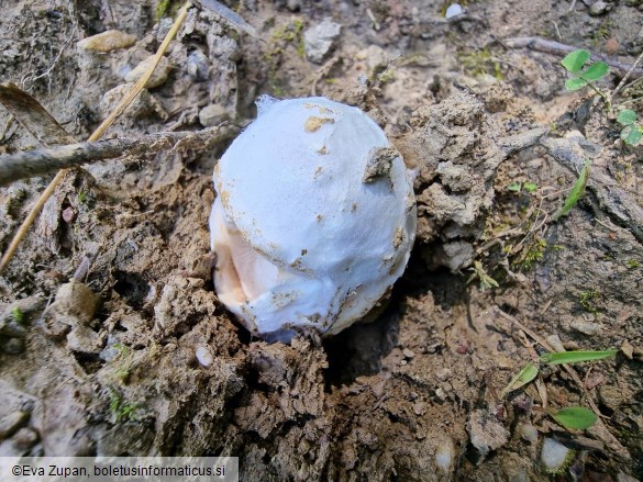 Amanita amplivelata