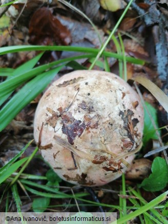 Rubroboletus rhodoxanthus