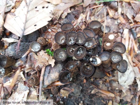 Cyathus striatus