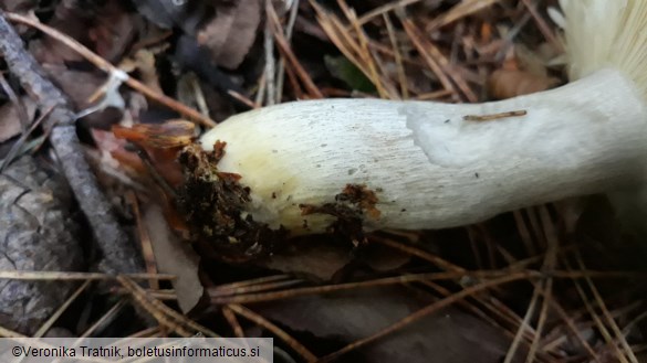 Russula ochroleuca