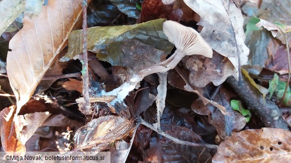 Pseudoclitocybe cyathiformis