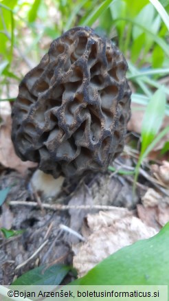 Morchella costata