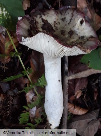 Russula cavipes