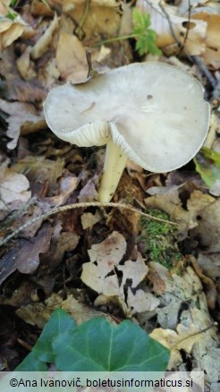 Megacollybia platyphylla