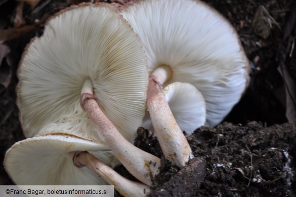 Leucoagaricus americanus