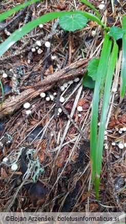 Marasmius wettsteinii