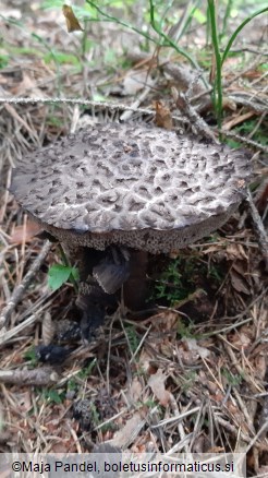 Strobilomyces strobilaceus