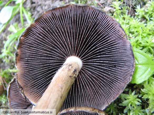 Psathyrella lacrymabunda