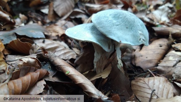 Clitocybe odora