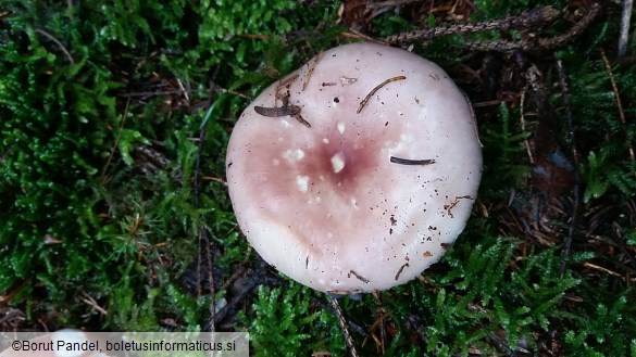 Russula vesca