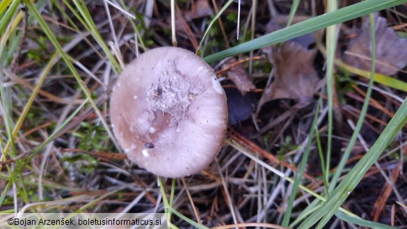 Amanita porphyria