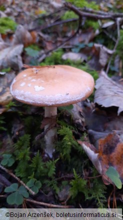 Leucocortinarius bulbiger