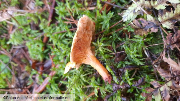 Hygrophoropsis aurantiaca