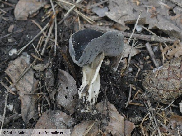Helvella solitaria