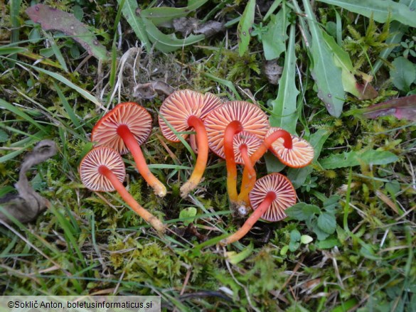 Hygrocybe coccinea