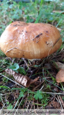 Russula foetens