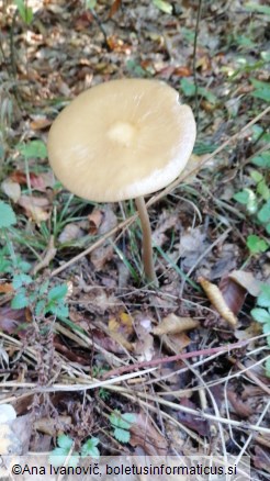 Oudemansiella radicata