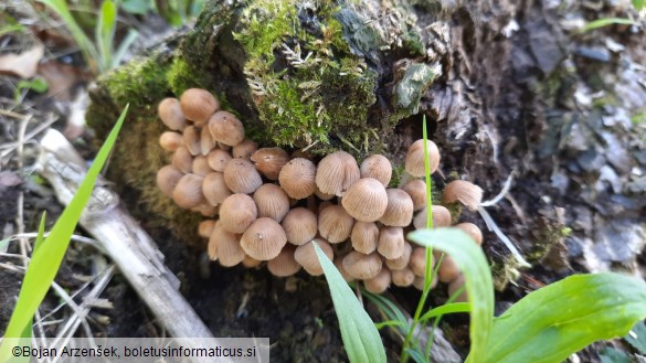 Coprinellus disseminatus