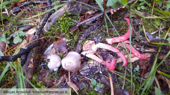 Clathrus archeri