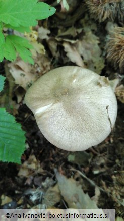 Megacollybia platyphylla