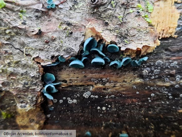 Chlorociboria aeruginascens