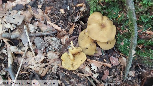 Tricholomopsis decora