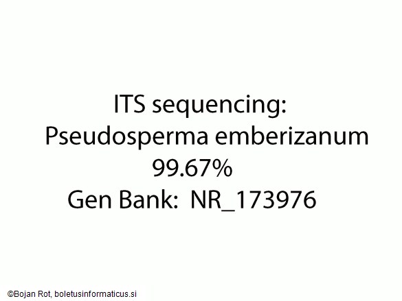 Pseudosperma emberizanum