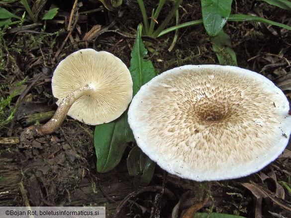 Lentinus tigrinus
